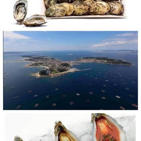 Ostra del Atlántico